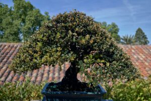 An expertly trimmed bonsai tree